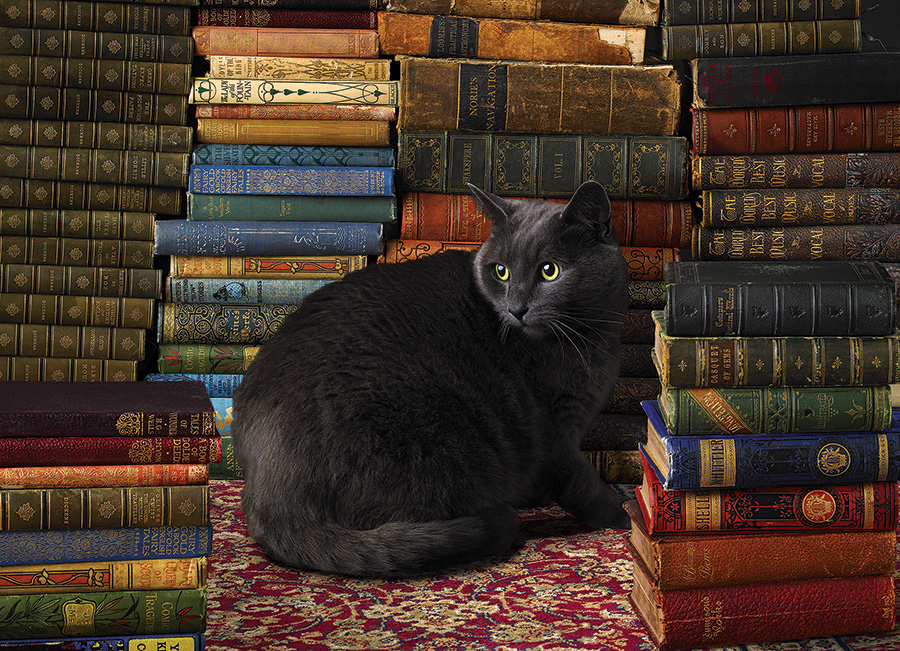 Cobble Hill Puzzles (1000): Library Cat  