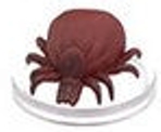 D&D Icons of the Realms 27: Glory of the Giants: #01 Giant Tick (C) 