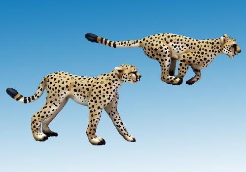 North Star Africa: Cheetahs (2) 