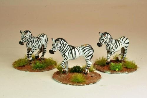 North Star Africa: Zebra (5) 