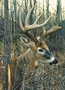 Cobble Hill Puzzles (1000): White-tailed Deer - 80134 [625012801348]
