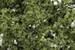 Woodland Scenics: Fine Leaf Foliage- Light Green - WS1132 [724771011132]