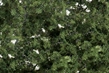 Woodland Scenics: Fine Leaf Foliage- Medium Green - WS1131 [724771011316]