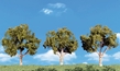 Woodland Scenics: Scene-A-Rama: 3 Deciduous Trees (4"-5") - WS4149 [724771041498]