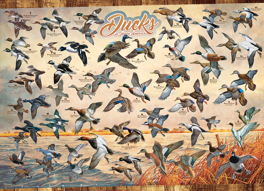Cobble Hill Puzzles (1000): Ducks of North America 