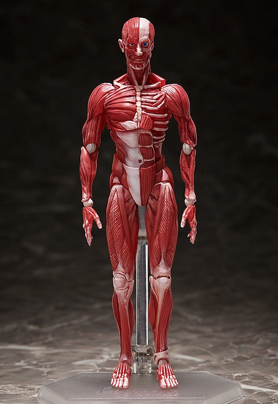  Figma: Human Anatomical Model 