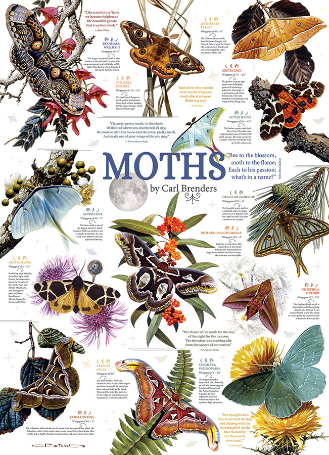 Cobble Hill Puzzles (1000): Moth Collection 