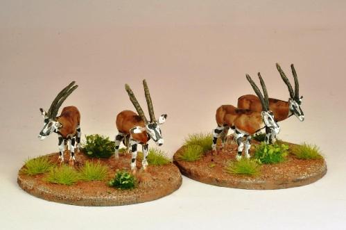 North Star Africa: Oryx (5) 