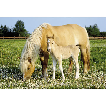 Schmidt Spiele Puzzles: MARE WITH FOAL 