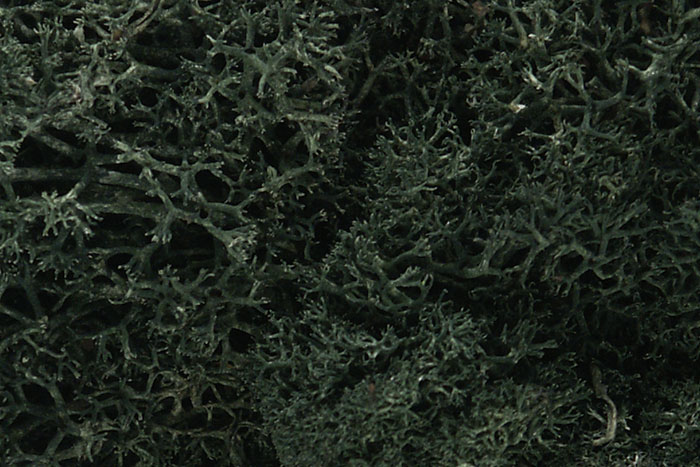 Woodland Scenics: Lichen- Dark Green 