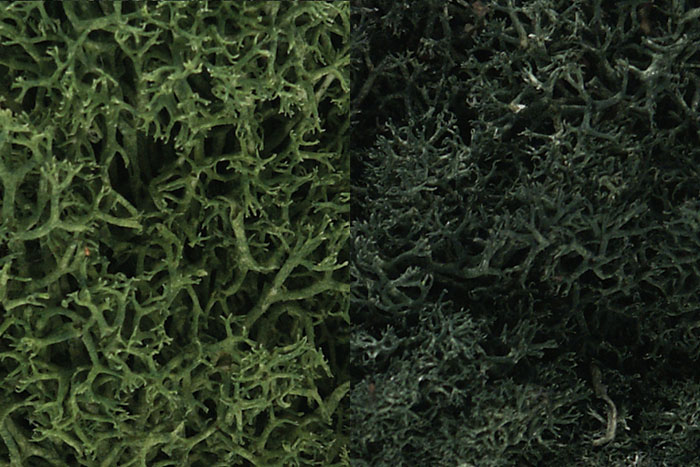 Woodland Scenics: Lichen- Dark Green Mix 