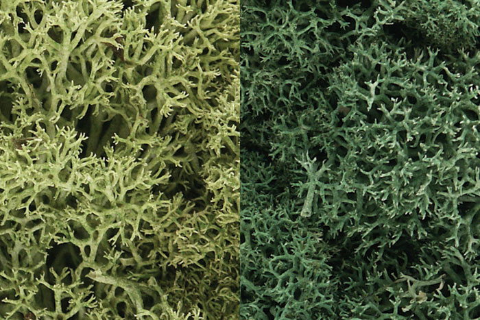 Woodland Scenics: Lichen- Light Green Mix 