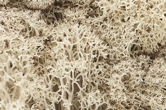 Woodland Scenics: Lichen- Natural 