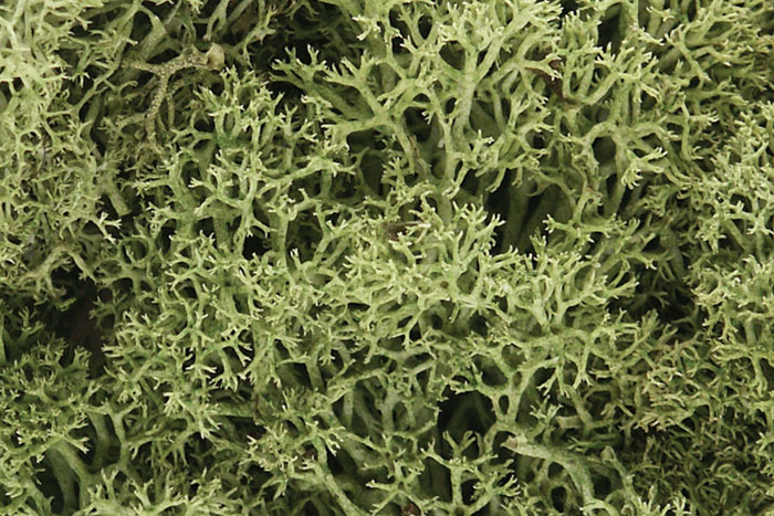 Woodland Scenics: Lichen- Spring Green 