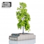 4Ground Miniatures: 28mm: Terrain &amp; Objectives: Seated Planters with Trees - FGR28S-TAO-134 [5060486902088]