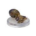 D&D Icons of the Realms 22:Fizbans Treasury of Dragons : #01 Egg Hunter Adult (C) 