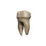 D&amp;D Icons of the Realms: Teeth Of Dahlver-Nar Bite-Sized Artifact  - 96122 [634482961223]