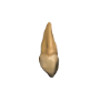 D&amp;D Icons of the Realms: Teeth Of Dahlver-Nar Bite-Sized Artifact  - 96122 [634482961223]