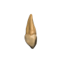 D&amp;D Icons of the Realms: Teeth Of Dahlver-Nar Bite-Sized Artifact  - 96122 [634482961223]