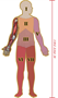 Dr. Livingston's Anatomy Puzzle: Human Right Arm (478pcs) - GOT3104 [653341738103]