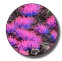 Gamers Grass: Alien Neon Tuft: (4mm) 