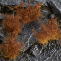 Gamers Grass: Spiky Brown Tuft: Wild XL (12mm) 