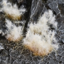 Gamers Grass: Spiky Winter Tuft: Wild XL (12mm) 