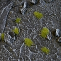 Gamers Grass: Tiny Tuft: Dry Green 