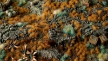 Gamers Grass: 2mm Tuft: Copper Brown - GSG-GG2-CB [738956790798]