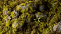 Gamers Grass: 2mm Tuft: Moss 
