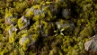 Gamers Grass: 2mm Tuft: Moss - GSG-GG2-MO [738956790859]