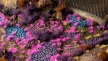 Gamers Grass: Tiny Tufts: Alien Neon - GSG-GGTT-NE GGTT-NE [738956790484]