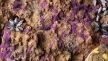 Gamers Grass: Tiny Tuft: Alien Purple  - GSG-GGTT-PU GGTT-PU [738956790491]