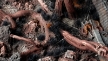 Gamers Grass: Alien Void Tuft: Wild (6mm) - GSG-GGA-VO GGA-VO [738956790439]