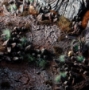 Gamers Grass: Basing Bits: Chaos Shards - GGBB-CS [738956791474]