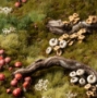 Gamers Grass: Basing Bits: Forest Mushrooms - GGBB-FM [738956791481]