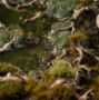 Gamers Grass: Basing Bits: Gnarled Branches - GSG-GGBB-GB [738956791450]