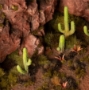 Gamers Grass: Basing Bits: Saguaro Cacti - GGBB-SG [738956791443]