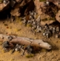 Gamers Grass: Basing Bits: Skulls &amp; Bones - GGBB-SBO [738956791467]