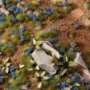 Gamers Grass: Cornflower Tiny Flowers - GGFS-COR [738956791580]
