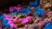 Gamers Grass: Mystic Nebulae Tuft Set: Wild - GSG-GGSET-MN GGSET-MN [738956790514]