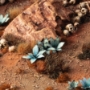 Gamers Grass: Laser Plants: Blue Agave - GGLP-BA [738956791788]
