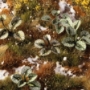 Gamers Grass: Laser Plants: Bugloss - GGLP-BL [738956791795]