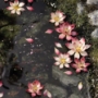 Gamers Grass: Laser Plants: Lotus Flower - GGLP-LF [738956791801]