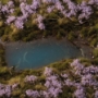 Gamers Grass: Lavender Flowers - GGFS-LAV [738956791566]