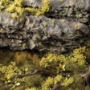 Gamers Grass: Light Green Shrubs - GGFS-LG [738956791658]