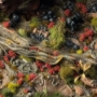 Gamers Grass: Poppy Tiny Flowers - GGFS-POP [738956791627]