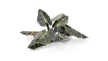 Gamers Grass: Laser Plants: Black Magic Taro - GGLP-BMT [738956790132]