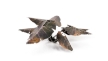 Gamers Grass: Laser Plants: Black Magic Taro - GGLP-BMT [738956790132]