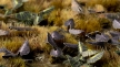 Gamers Grass: Laser Plants: Black Magic Taro - GGLP-BMT [738956790132]